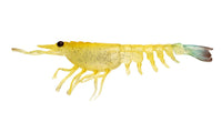 Nomad Switcher Shrimp - 4.25inch / Fried Banana